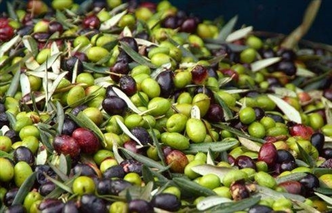 Le rese in frantoio: corrono le voci sulle frangiture di settembre