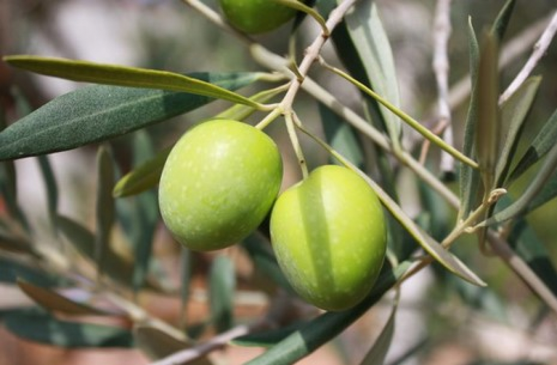 Biostimolanti per l’olivo in autunno per migliorare produttività e resa in olio