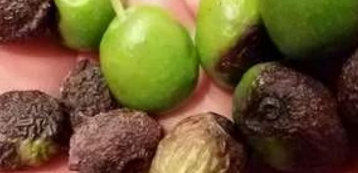 Le varietà di olivo italiane più resistenti e più sensibili alla lebbra