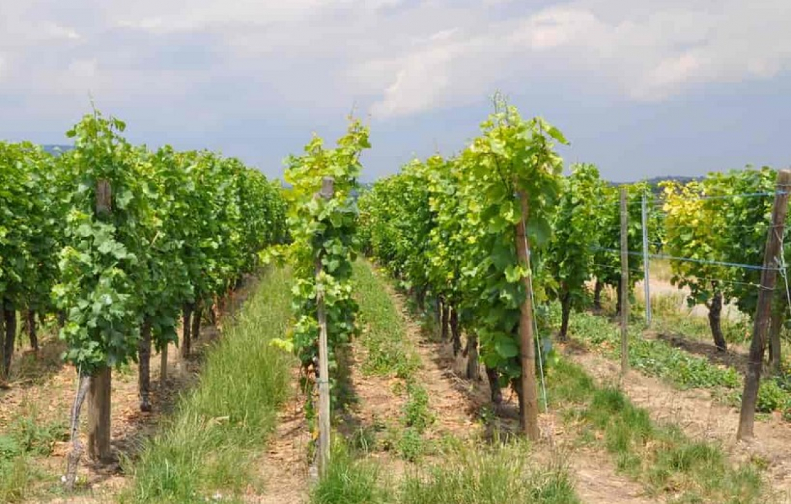 Recupero e valorizzazione del germoplasma antico del Barbera