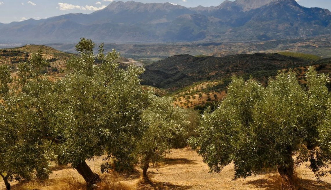 La cura dell’olivo è rimasta sempre uguale lungo i secoli