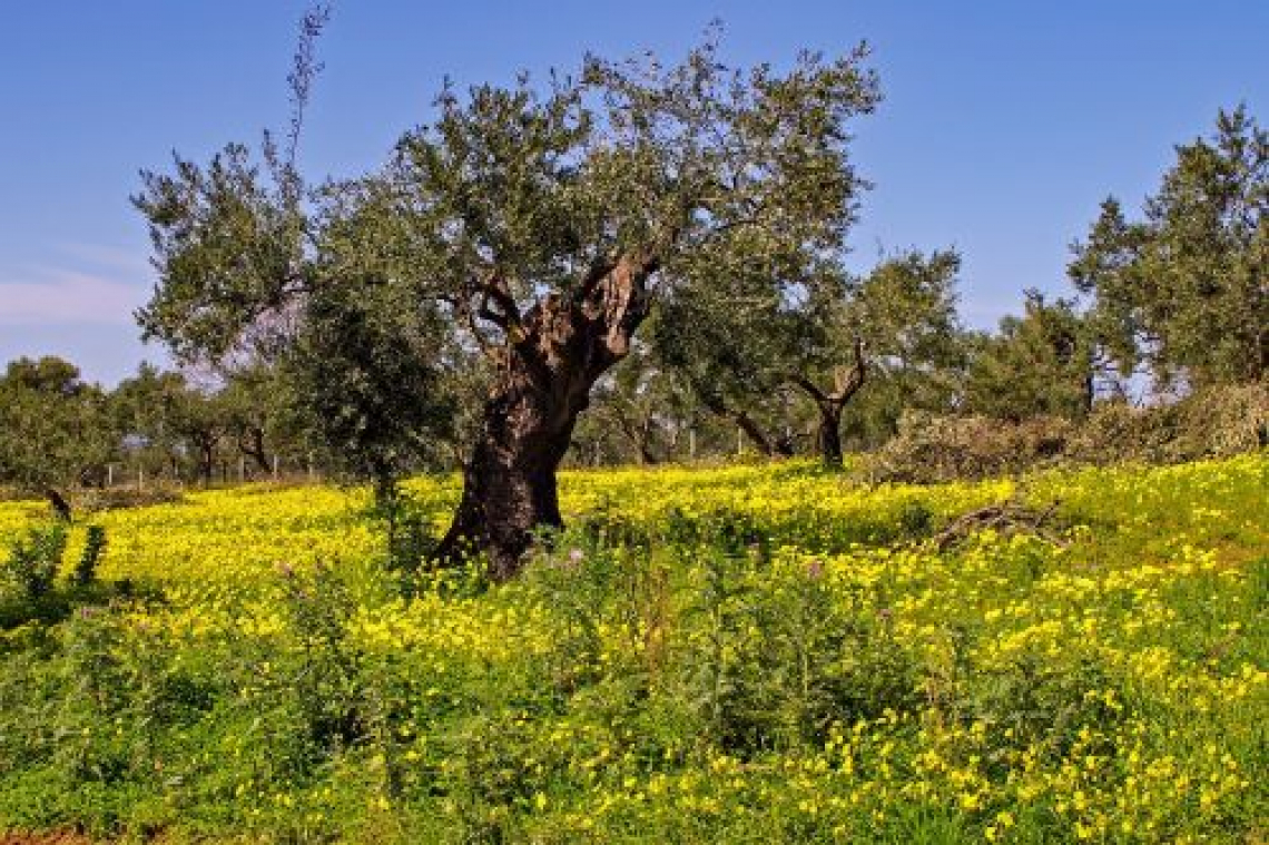 Il diverso effetto della concimazione minerale e organica sul microbioma del suolo dell’oliveto