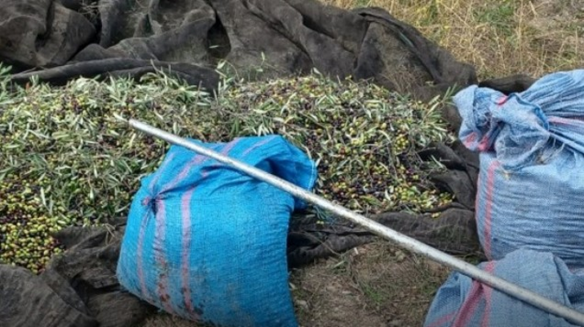 Furti di olive: la piaga colpisce la Puglia