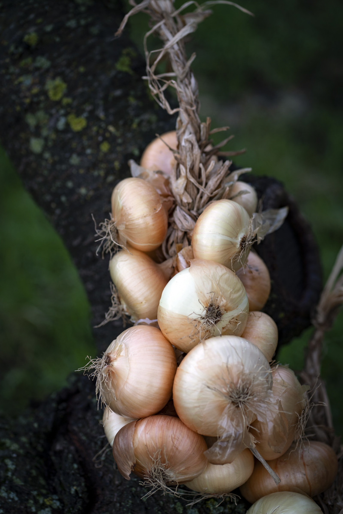 La pastinaca di Capitignano e la cipolla di Bagno: Presìdi Slow Food in Abruzzo