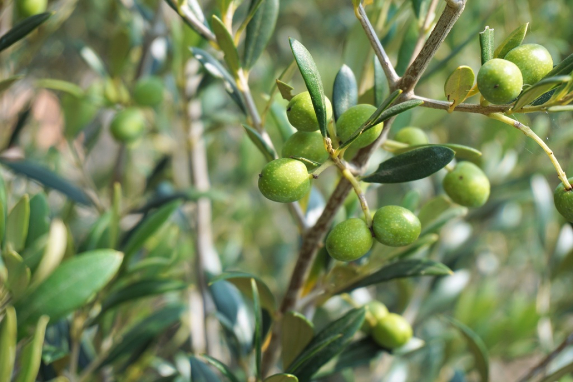 Produttività e resa in calo per le varietà d'olivo italiane con i cambiamenti climatici