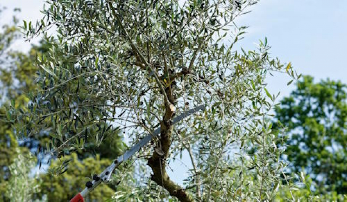 La potatura verde dell’olivo, tra costi e benefici