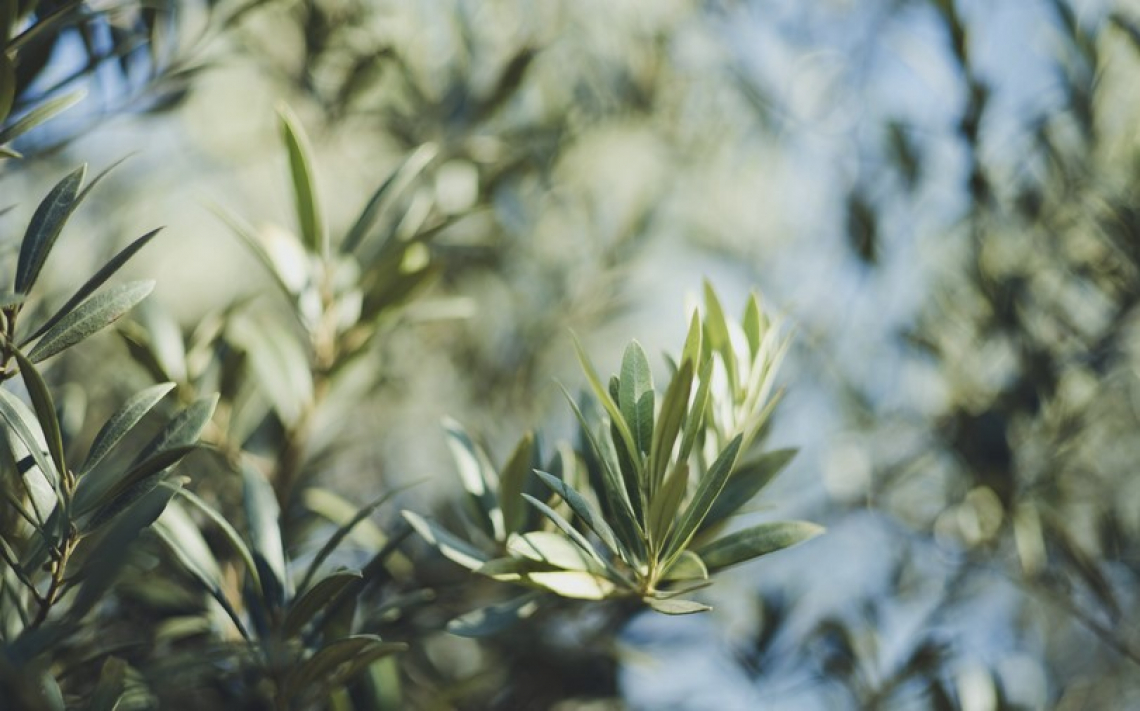 La diversa concimazione degli olivi nelle annate di carica e di scarica
