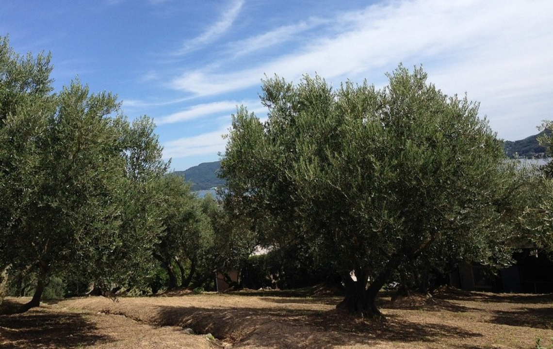 La promessa mancata dell’olio extra vergine di oliva biologico italiano