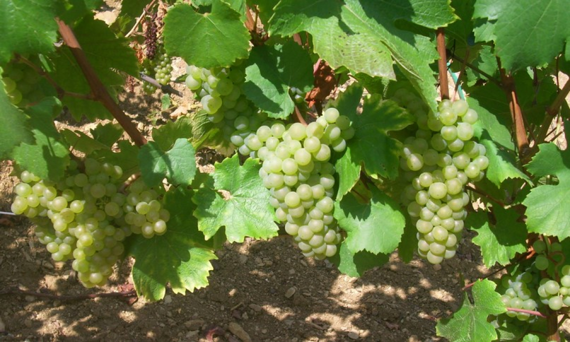 Ritardare la potatura dello Chardonnay per migliorare la qualità delle uve