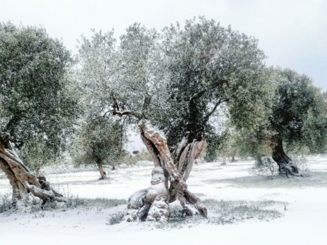 Resistenza al gelo dell’olivo: l’effetto di un inverno mite