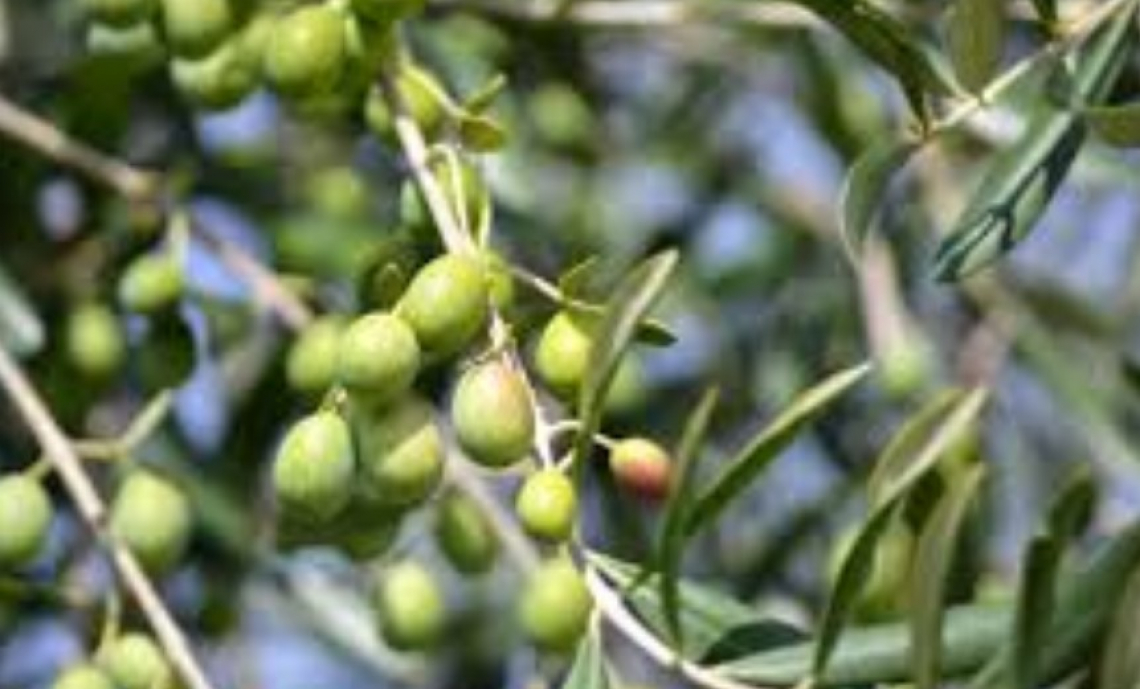 Tecniche colturali dell’oliveto: potatura, difesa fitosanitaria, gestione del suolo
