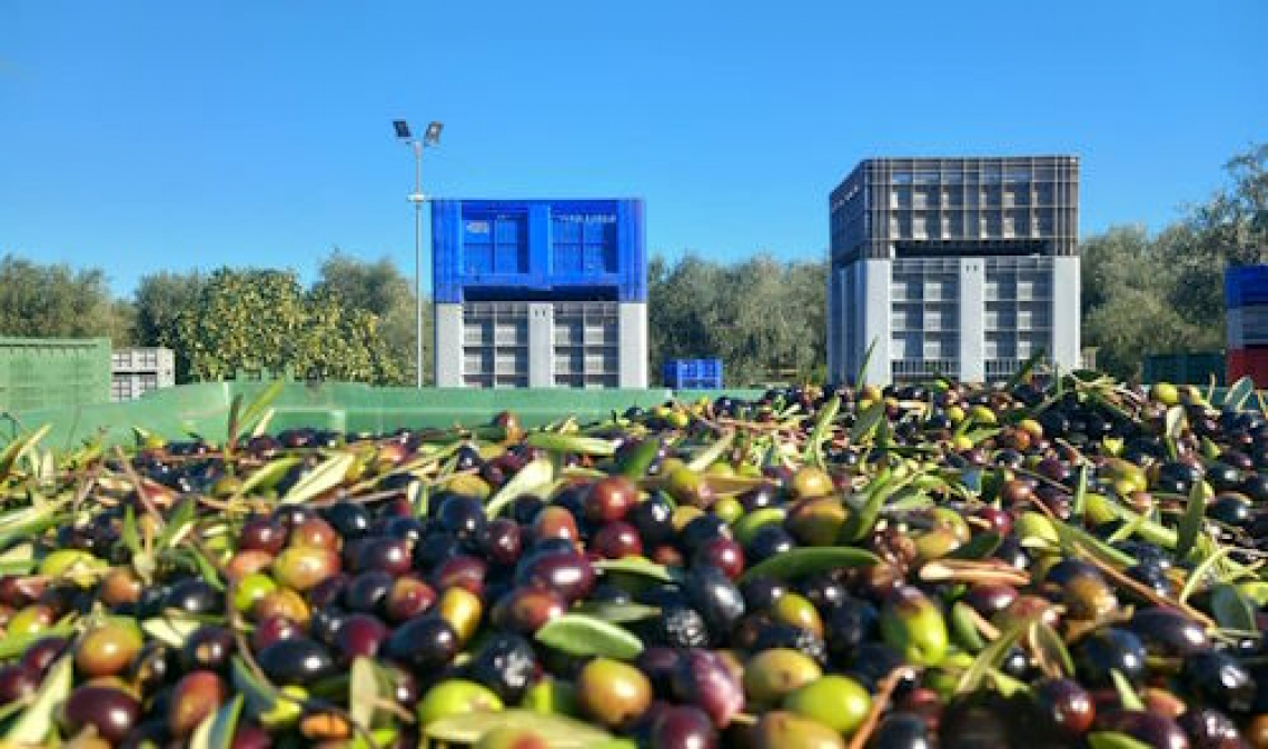 Ottima campagna olivicola a Foggia e nel Gargano