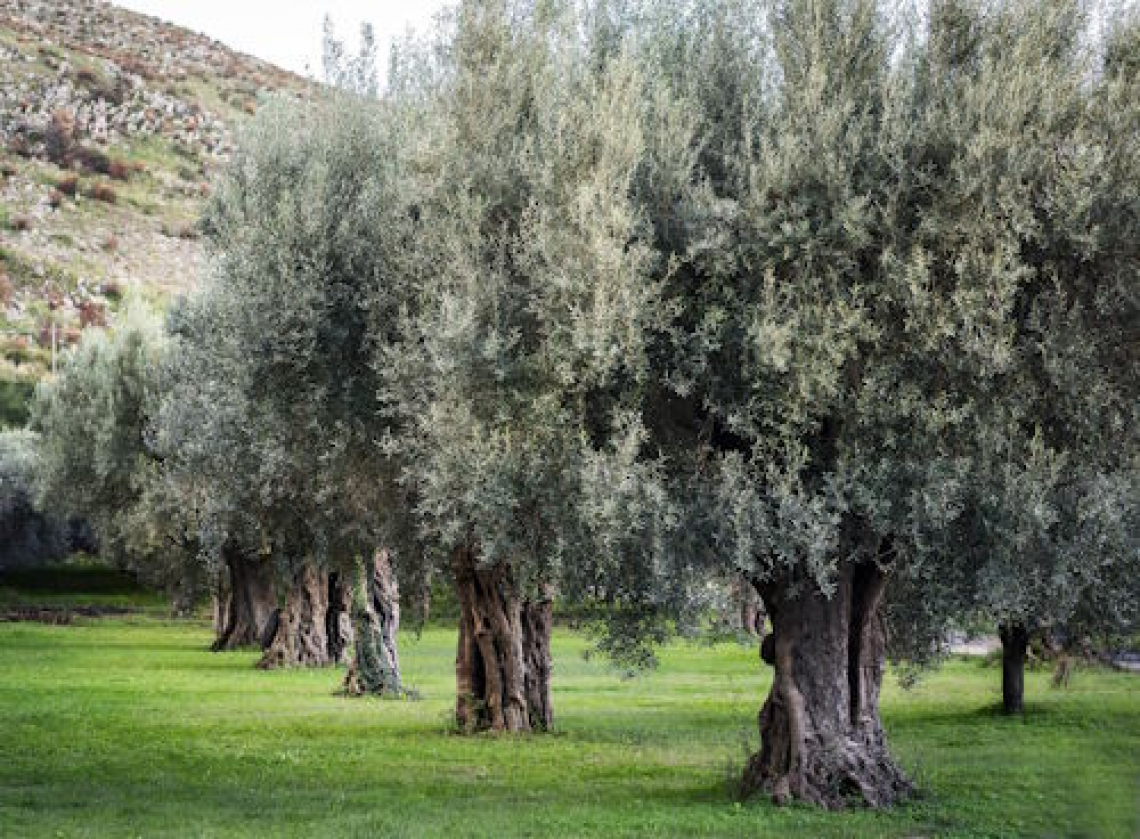 L’oliva aitana dei Colli Tifatini, in Campania,  è un nuovo Presidio Slow Food
