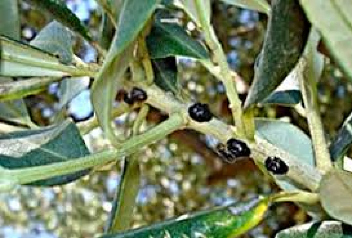 Il controllo della cocciniglia mezzo grano di pepe su olivo: il ruolo della potatura