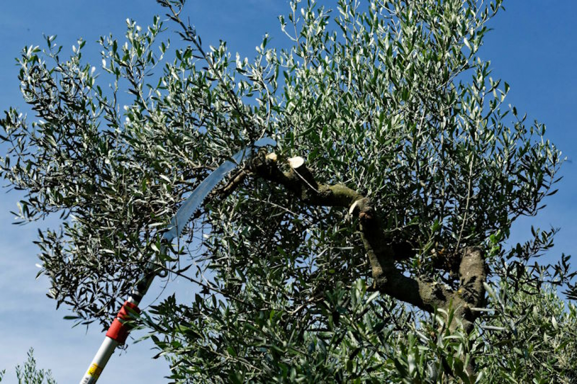 La potatura dell’olivo prima dell’inverno: le conseguenze su fioritura e produttività
