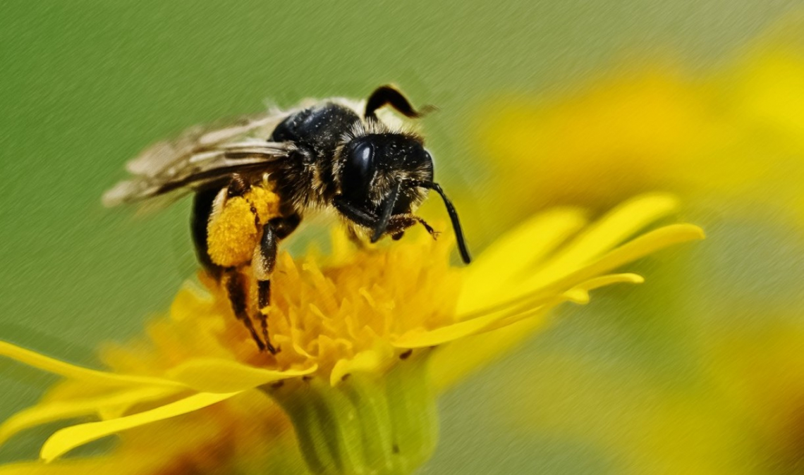 Gli insetti impollinatori non riconoscono i fitofarmaci sui fiori