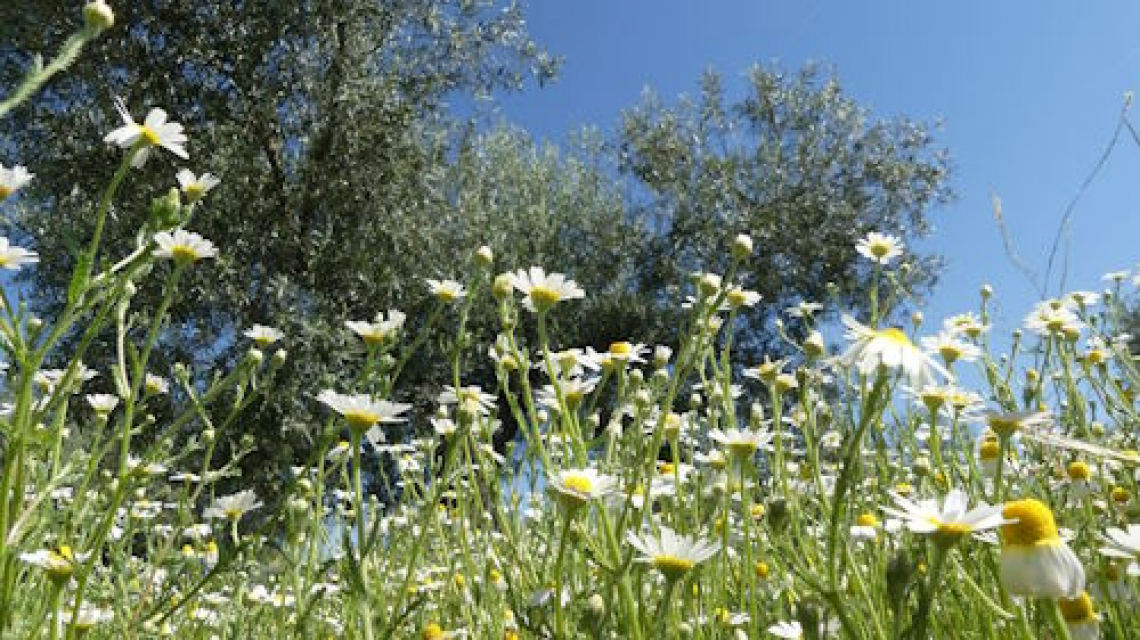 L'abbandono delle olivete: l'olivo merita salvaguardia, rispetto e recupero