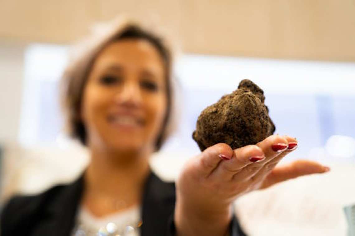 Le Terre del Tartufo nella Marca di Camerino