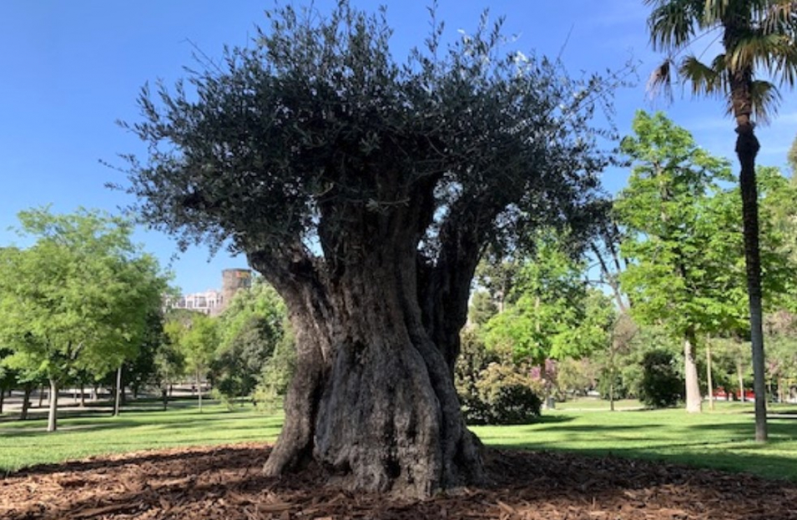 Quando l’olivo diventa un arredo per un parco o un giardino