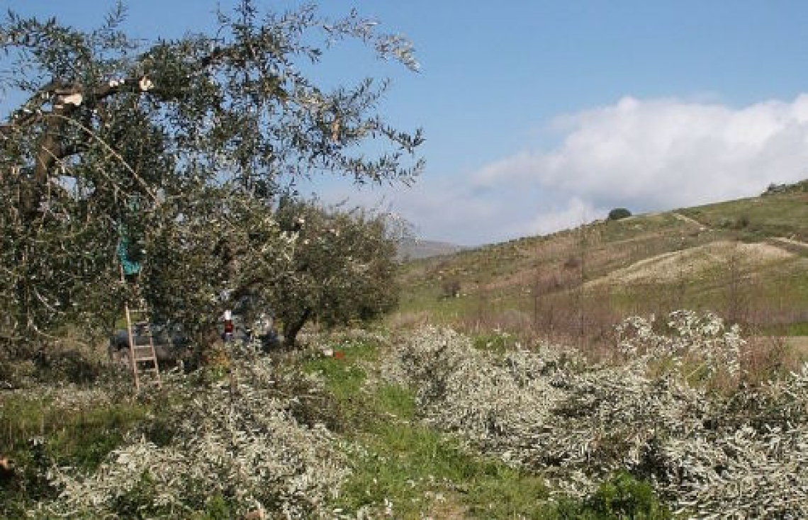 Un corso di potatura dell'olivo a Pescia