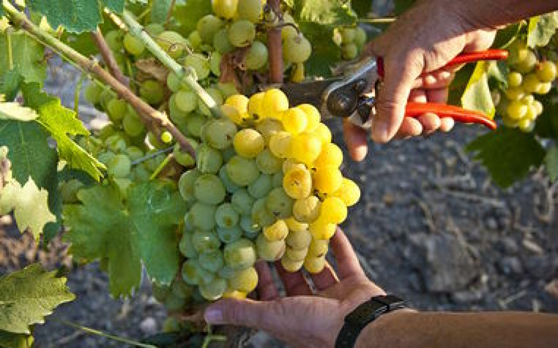 L'uva da tavola è un'eccellenza italiana dove domina la Puglia