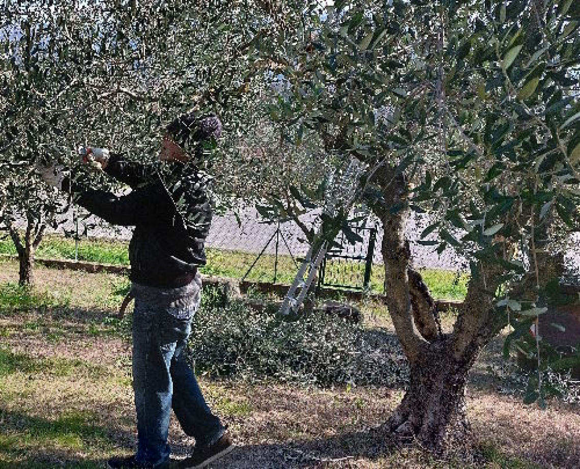 Primi approcci alla potatura dell'olivo