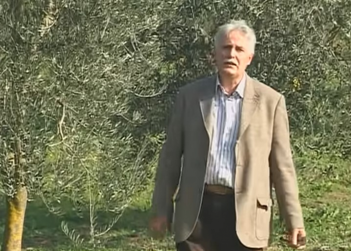 I corsi di potatura dell’olivo, base e avanzato, della Scuola di Potatura dell’Olivo nel Lazio