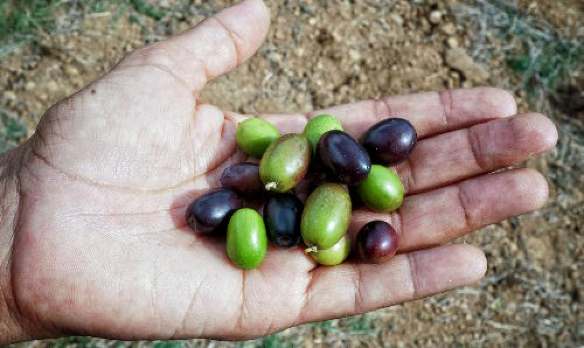 Una giornata dedicata all'olivicoltura del nord Italia