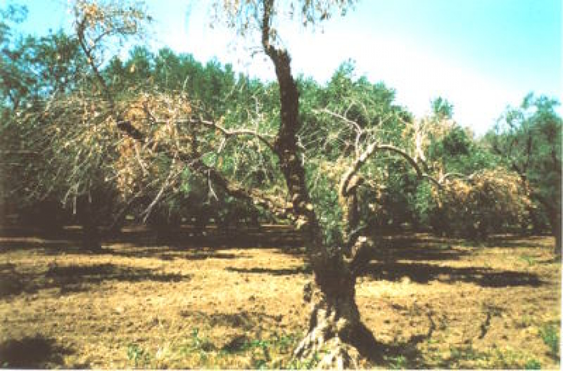 Il potenziale degli induttori di resistenza contro la verticilliosi dell’olivo