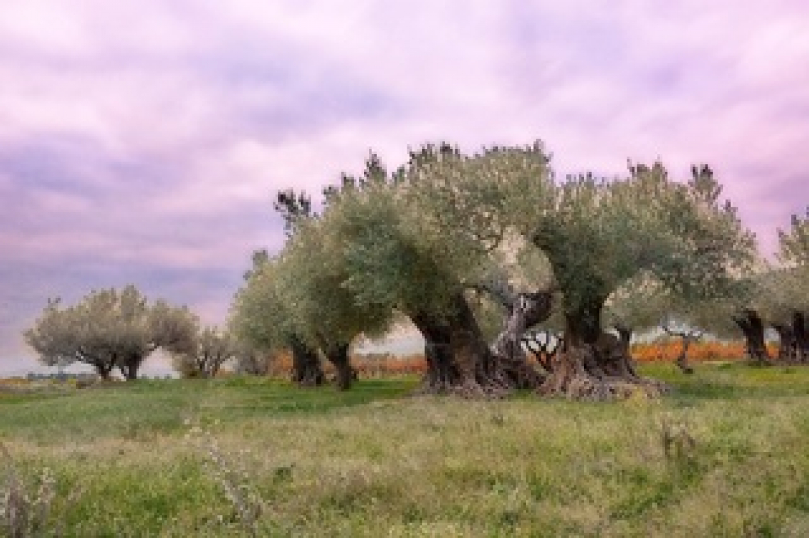 Metà dell’olivicoltura italiana in via di abbandono: la strategia per invertire la rotta
