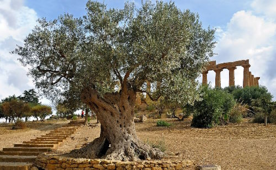 Oltre alla Nocellara del Belice c'è di più, alla scoperta delle varietà minori di olivo siciliane