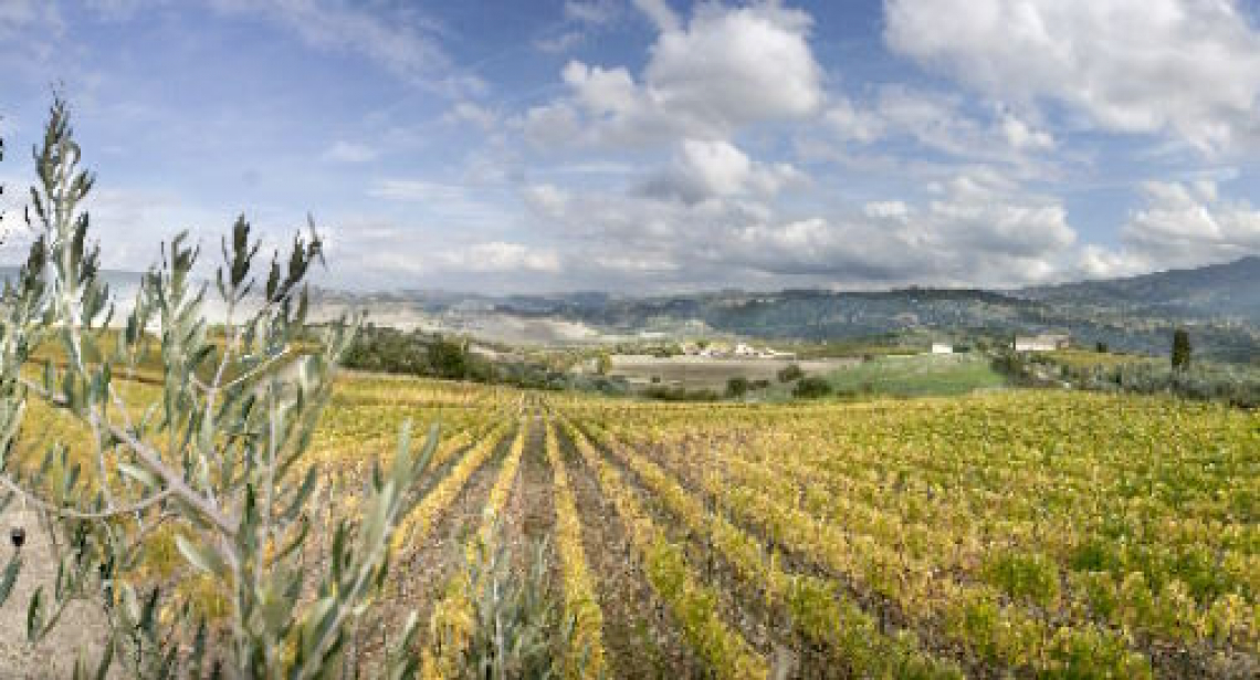 Occorre puntare sui vitigni autoctoni contro i cambiamenti climatici nel sud Italia