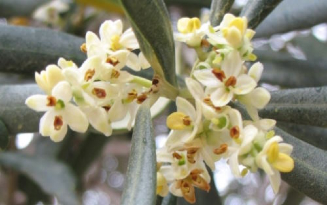 La fioritura dell’olivo in clima caldo, la riduzione dell’allegagione e l’impollinazione forzata