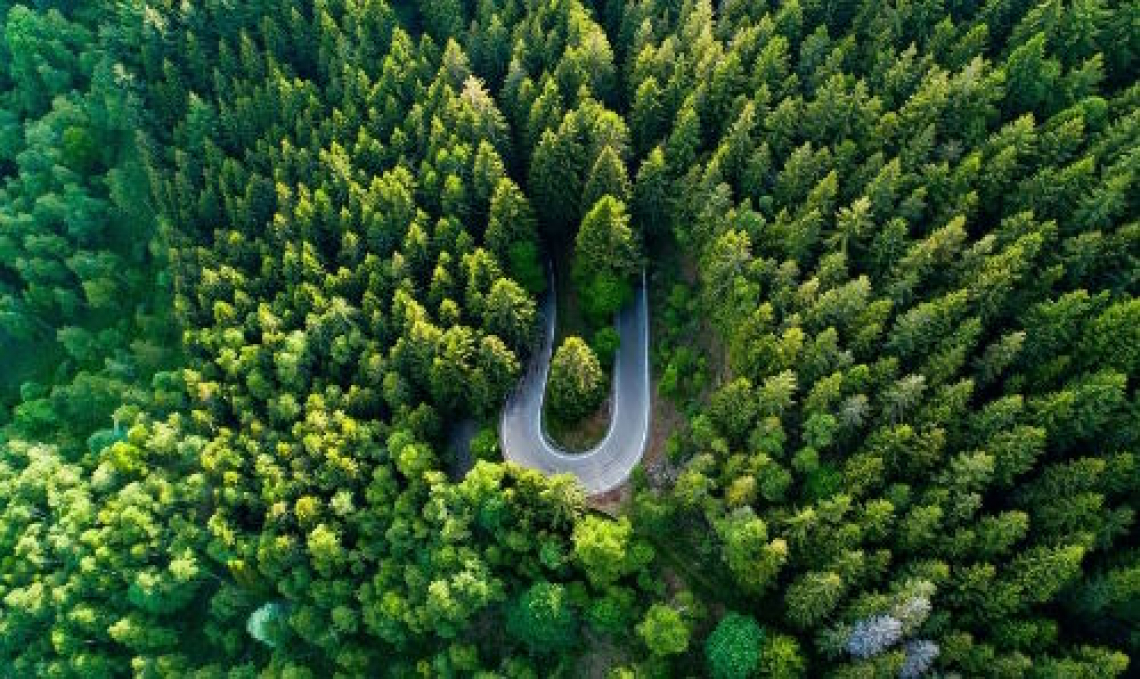 In Italia crescono le filiere forestali responsabili e i boschi certificati FSC