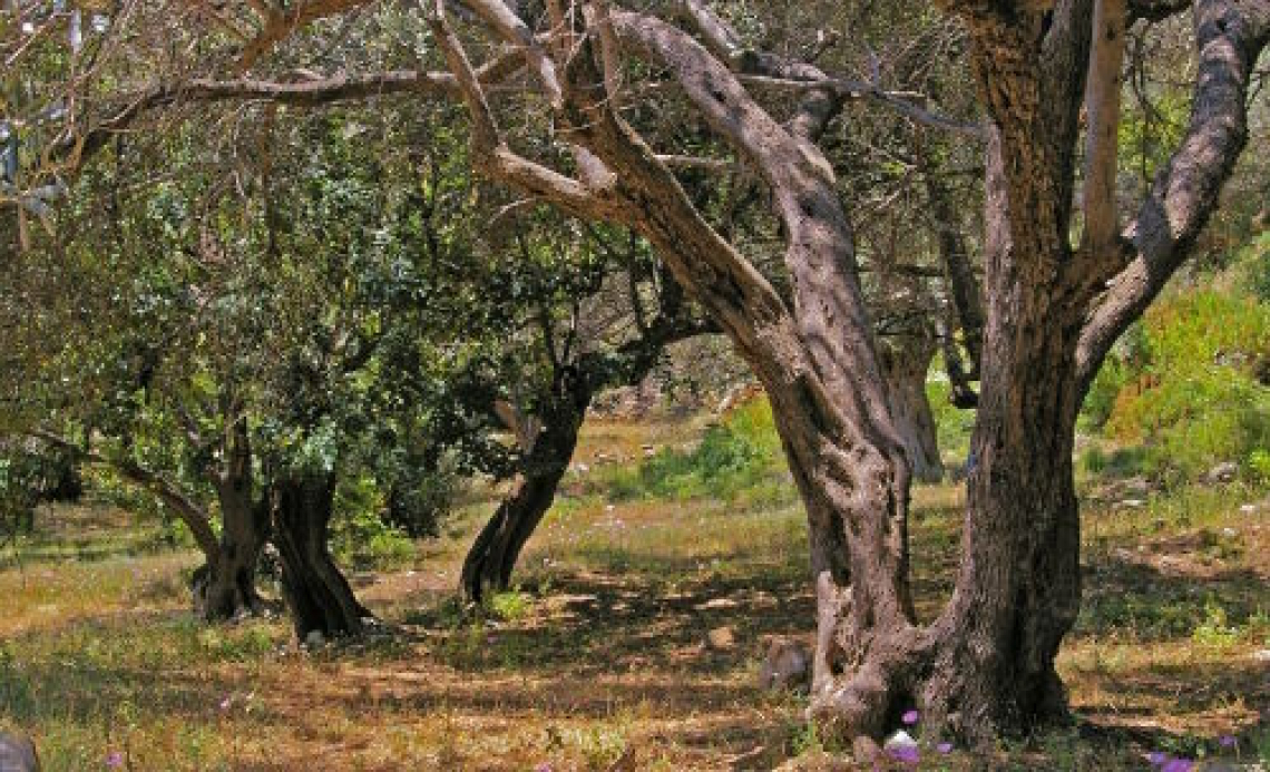 L’influenza di potatura e irrigazione sulla qualità dell’olio extra vergine di oliva