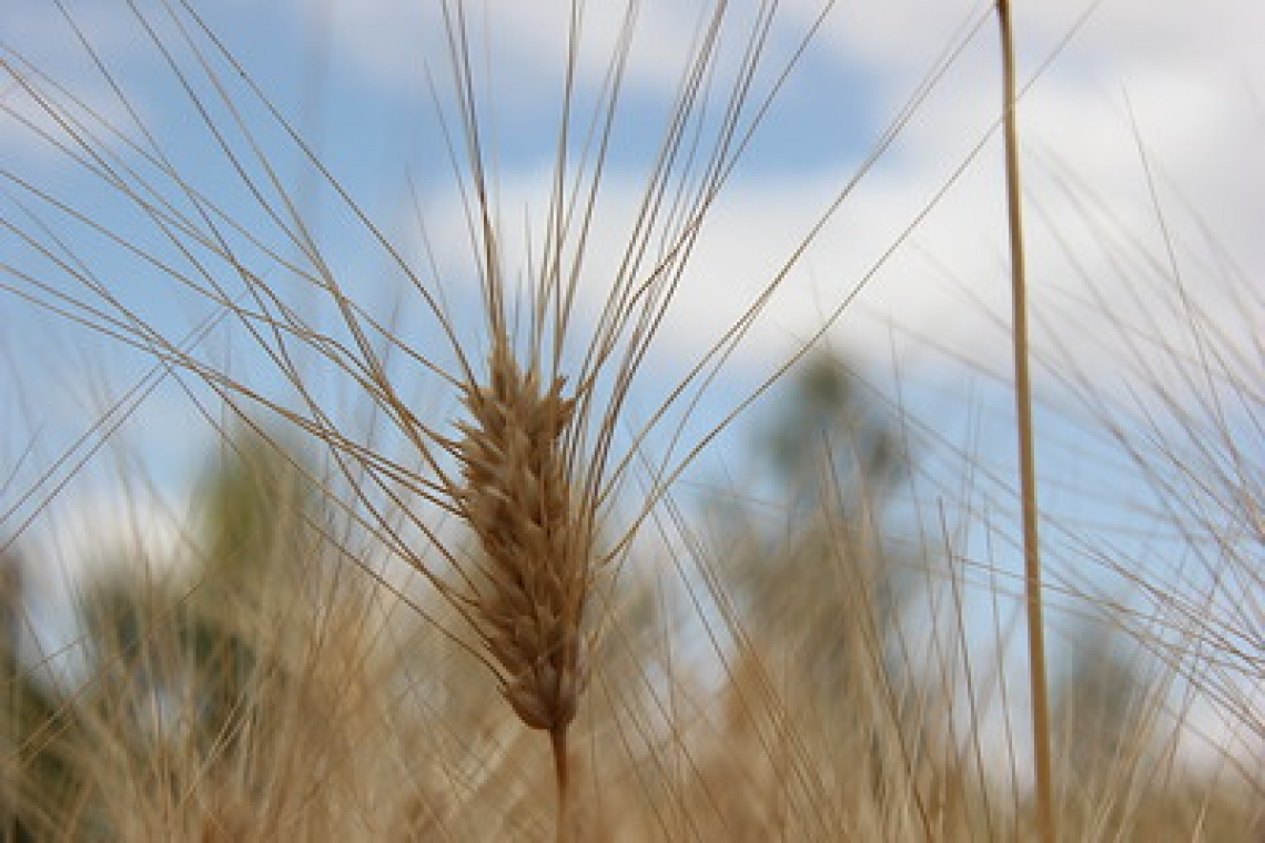 Coltivare il grano duro grazie a biofertilizzanti e biochar