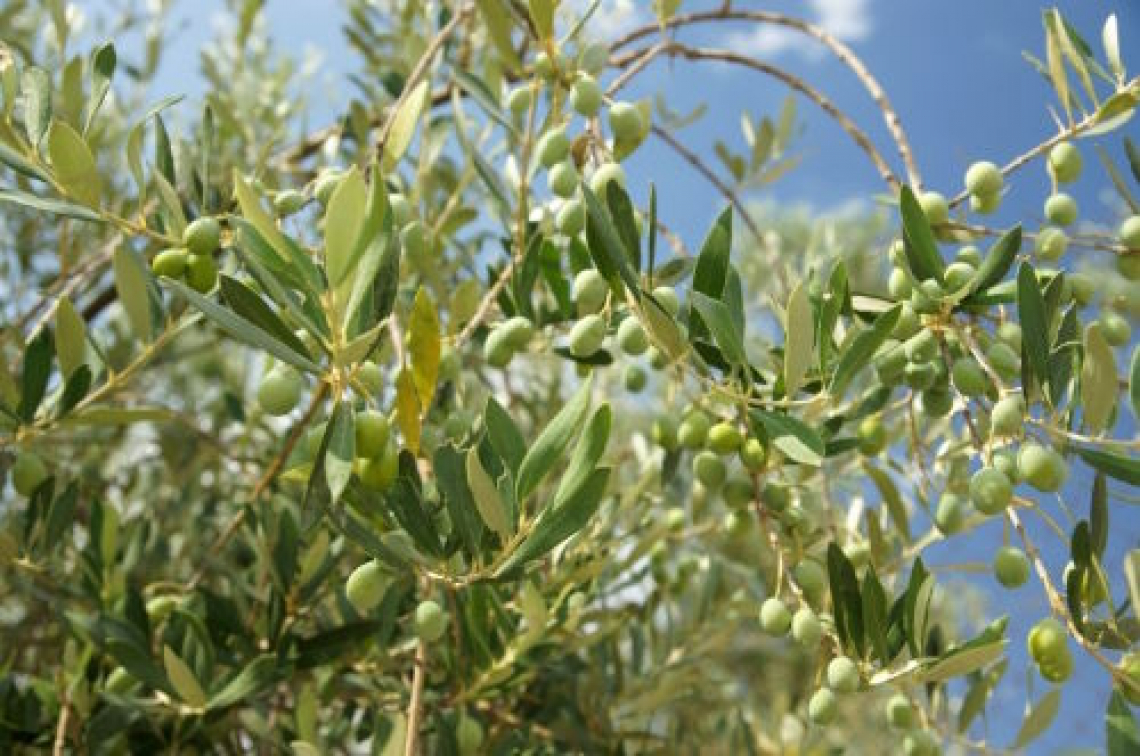 Le analisi fogliari possono non evidenziare carenze di potassio sull’olivo: come intervenire