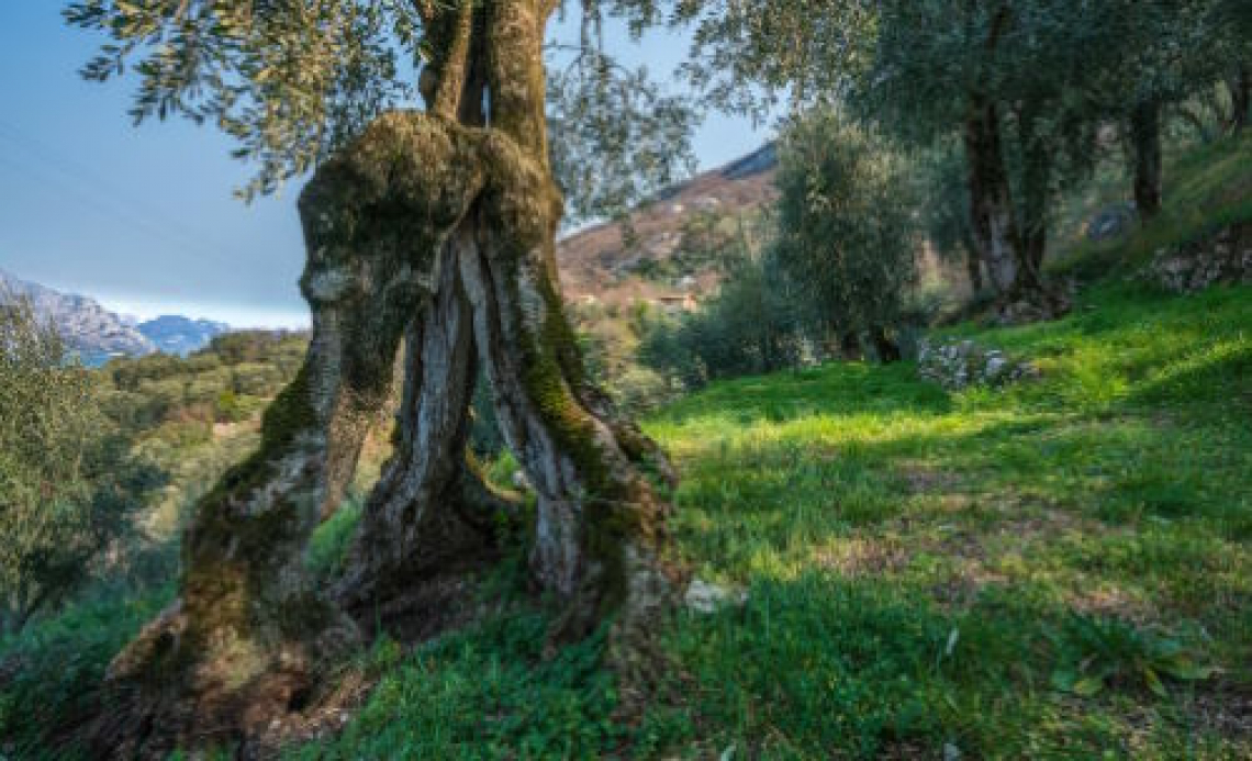 La lavorazione del suolo ideale per la produttività dell’olivo nei terreni in pendenza
