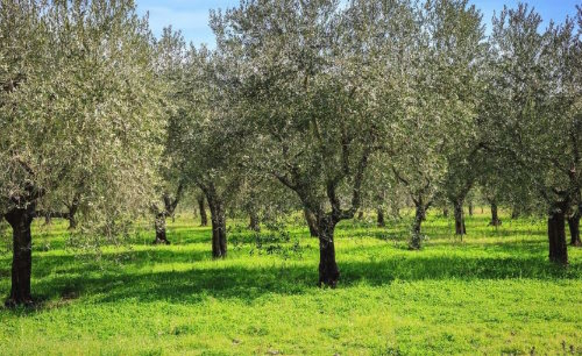 L’utilizzo di leguminose autoseminanti per la fertilizzazione azotata dell’olivo