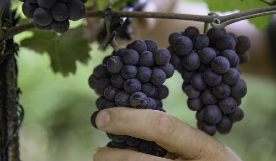 La viticoltura beneficerà delle Nuove Tecniche Genomiche
