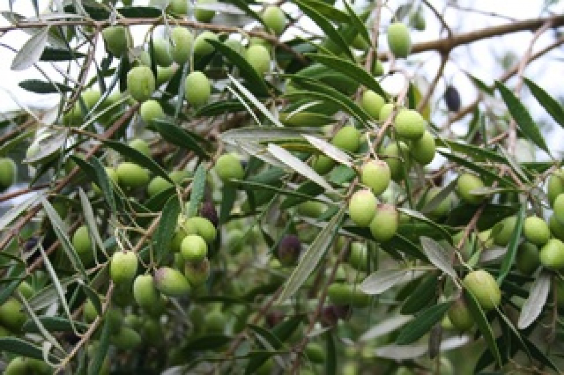L’influenza dell’intensità di potatura sulle caratteristiche chimiche e sensoriali dell'olio extravergine di oliva