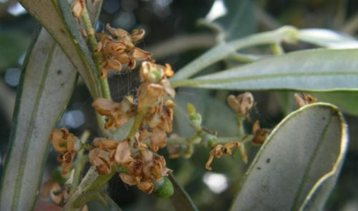 Deltametrina e spinosad nella lotta contro la tignola dell’olivo: l’effetto della residualità