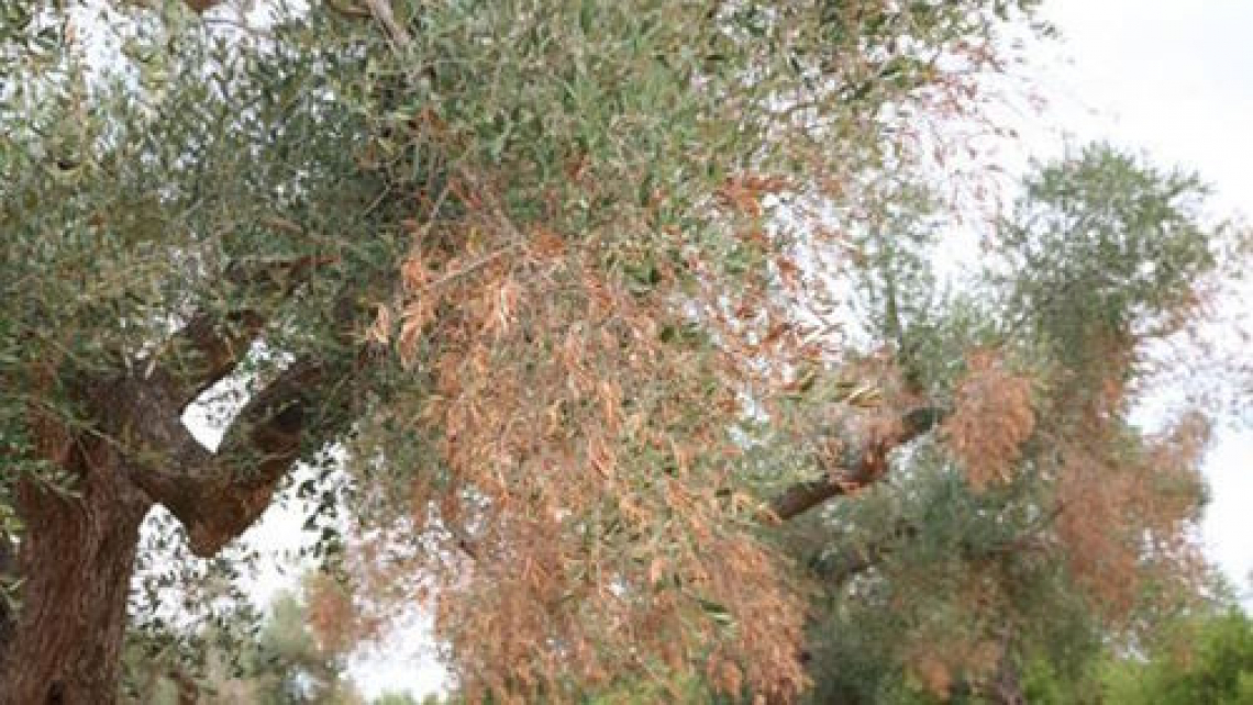 Ancora utile l’estirpazione obbligatoria dell’olivo infetto da Xylella fastidiosa?