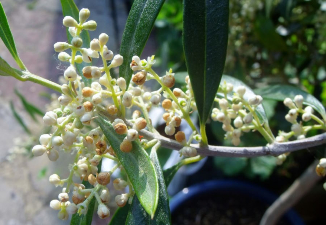 Le possibili anomalie nella fioritura dell’olivo a causa di un inverno caldo