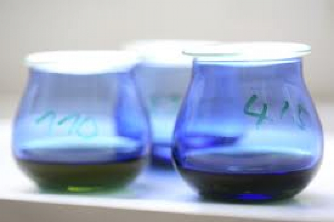 Studi in corso sull’analisi sensoriale dell’olio extra vergine di oliva