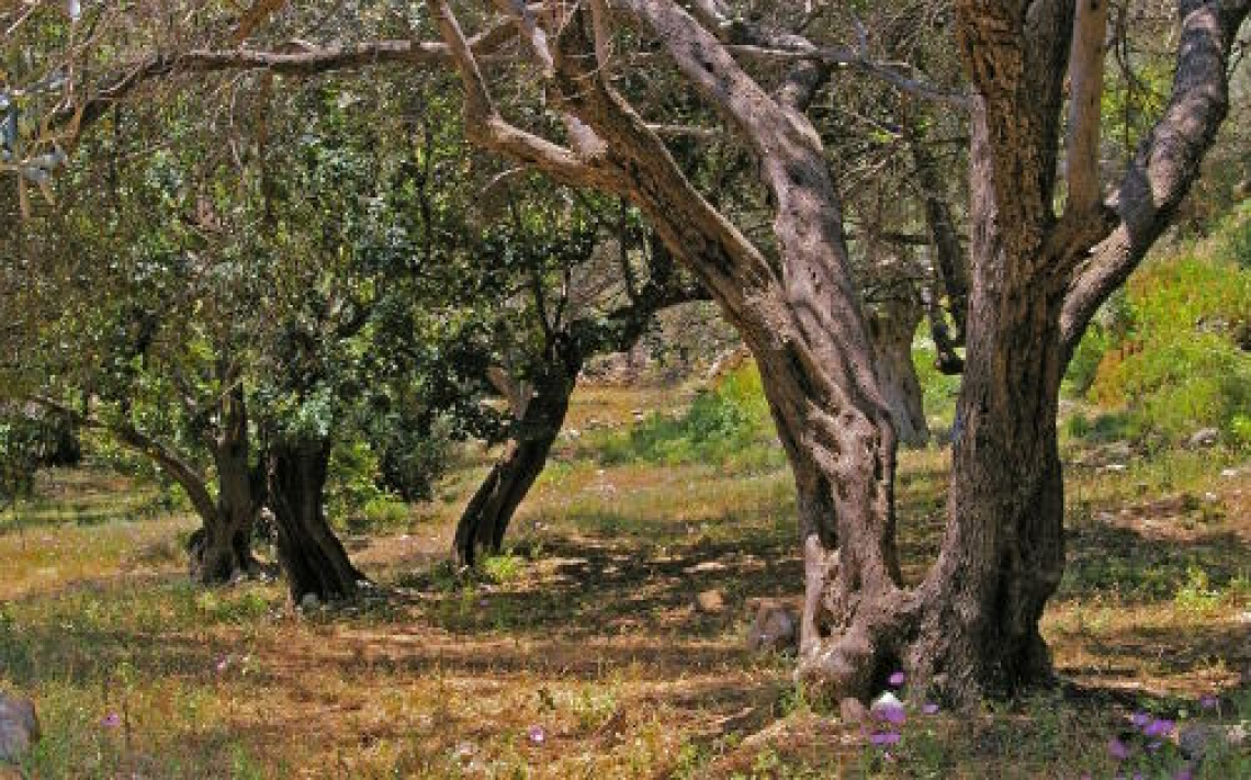 Pagamenti per gli olivicoltori: sbloccati i premi dell'ecoschema 3