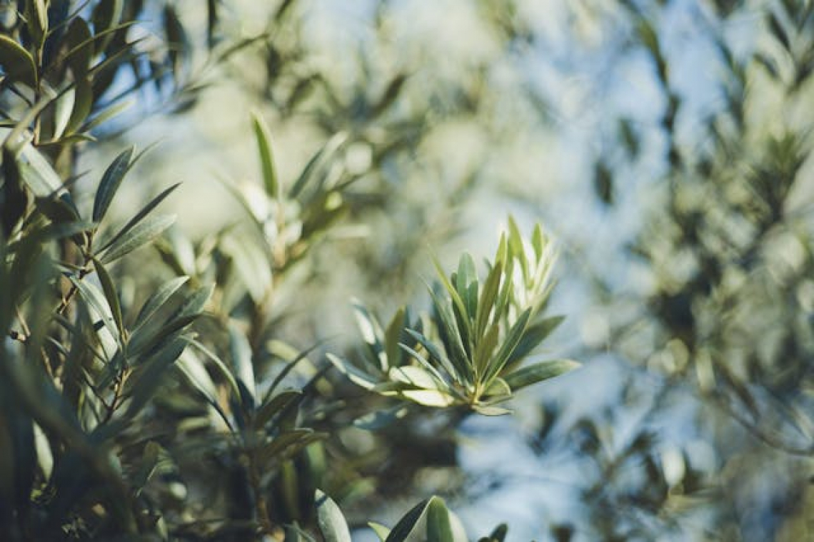 L’influenza degli shelter sulla crescita dell’olivo in fase di impianto