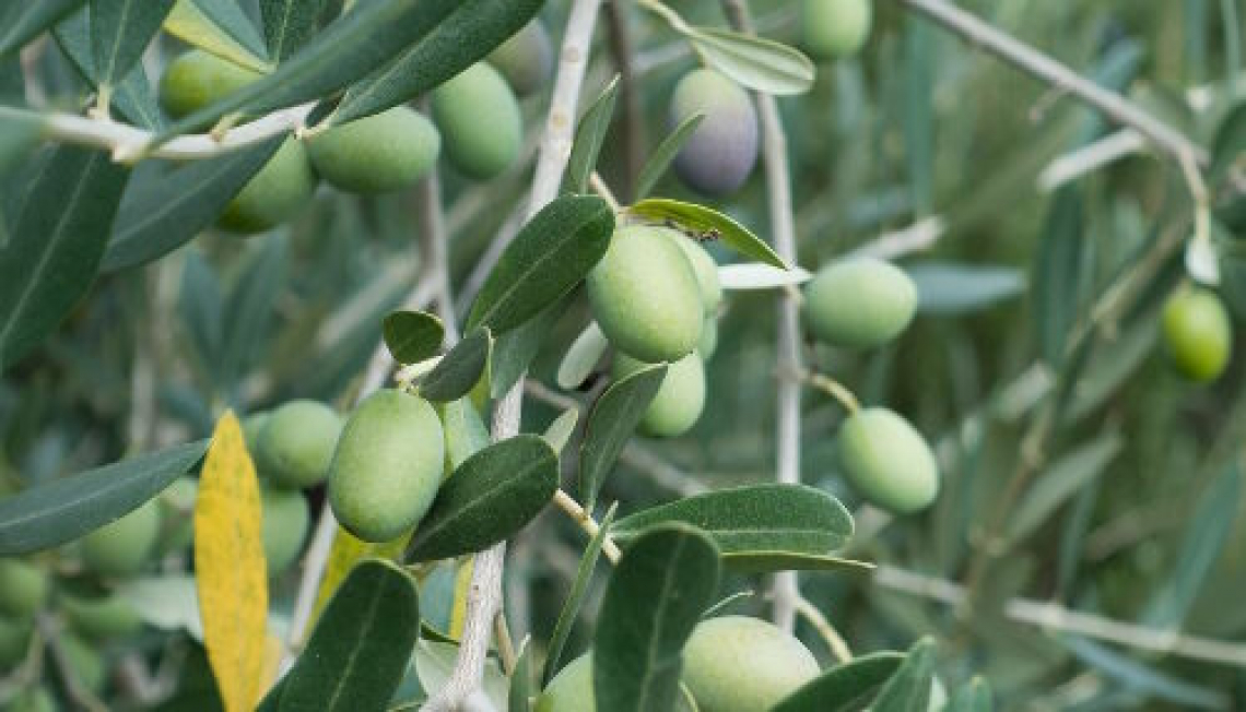 L’effetto dello stress idrico primaverile sulla produttività dell’olivo