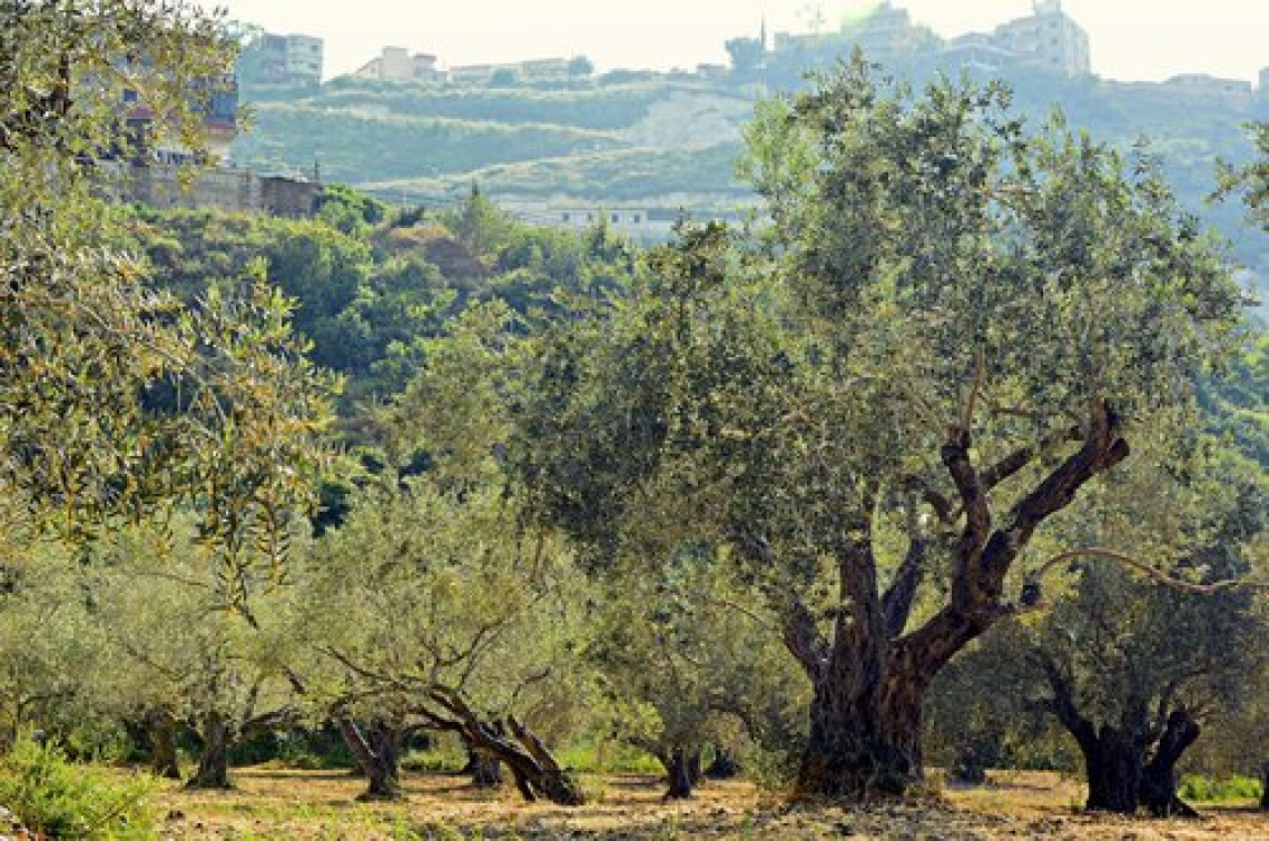 Addio all’olivo in collina in Europa a causa della siccità
