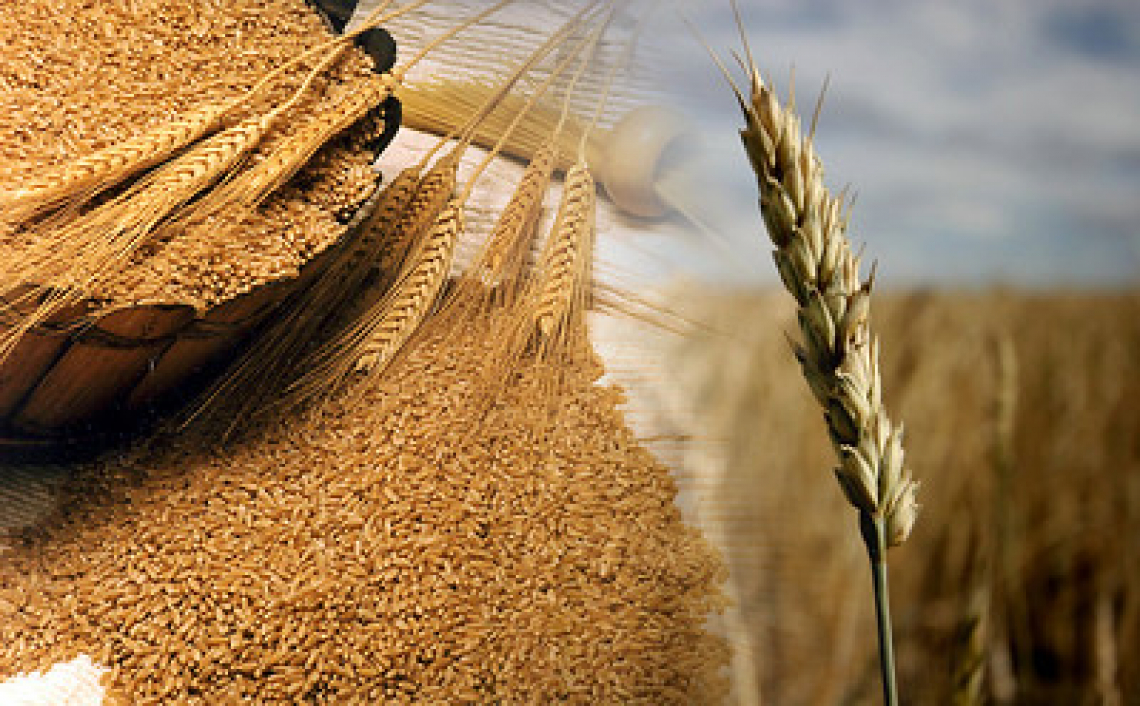 La concimazione del grano duro con fertilizzanti minerali e organici